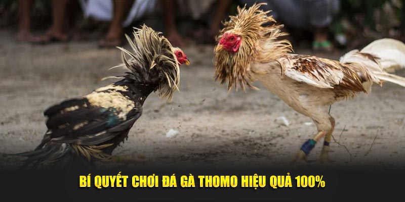 Bí quyết chơi đá gà Thomo hiệu quả 100% từ cao thủ 