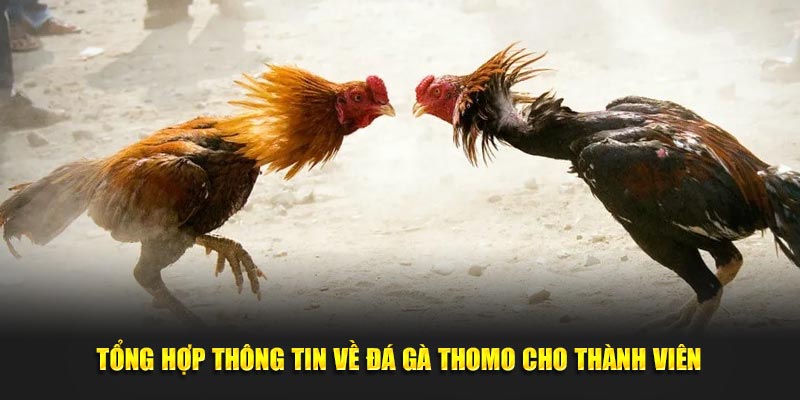 Tổng Hợp Thông Tin Về Đá Gà Thomo Cho Thành Viên