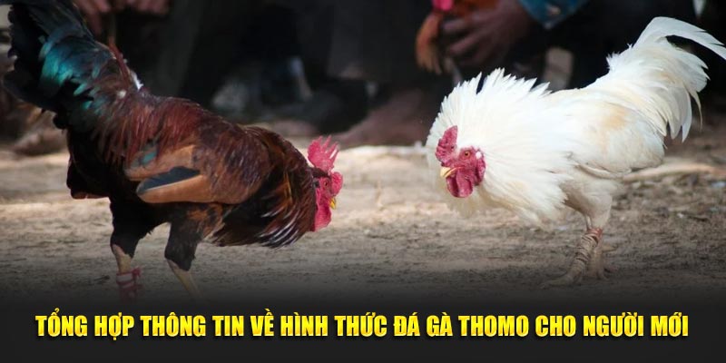 Tổng hợp thông tin về hình thức đá gà Thomo cho người mới