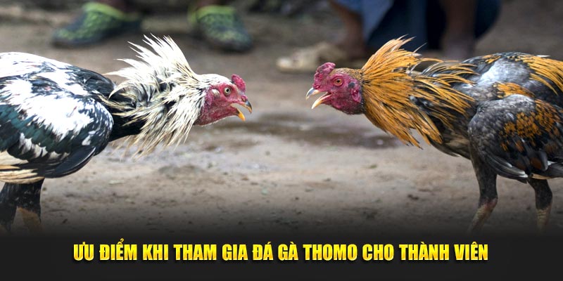 Ưu điểm khi tham gia đá gà Thomo cho thành viên