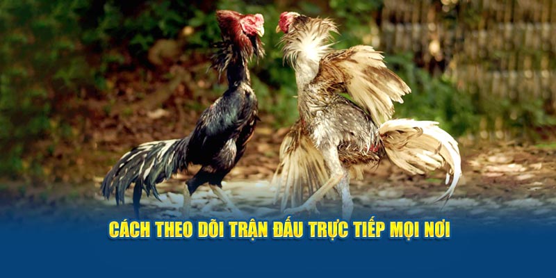 Cách theo dõi trận đấu trực tiếp mọi nơi