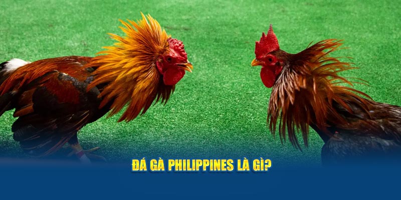 Đá gà Philippines là gì