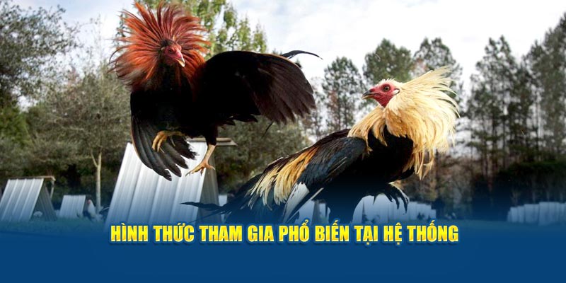 Hình thức tham gia phổ biến tại hệ thống