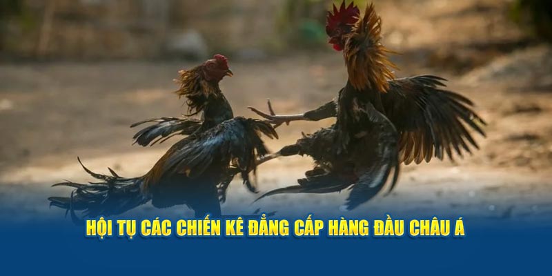 Hội tụ các chiến kê đẳng cấp hàng đầu châu Á 